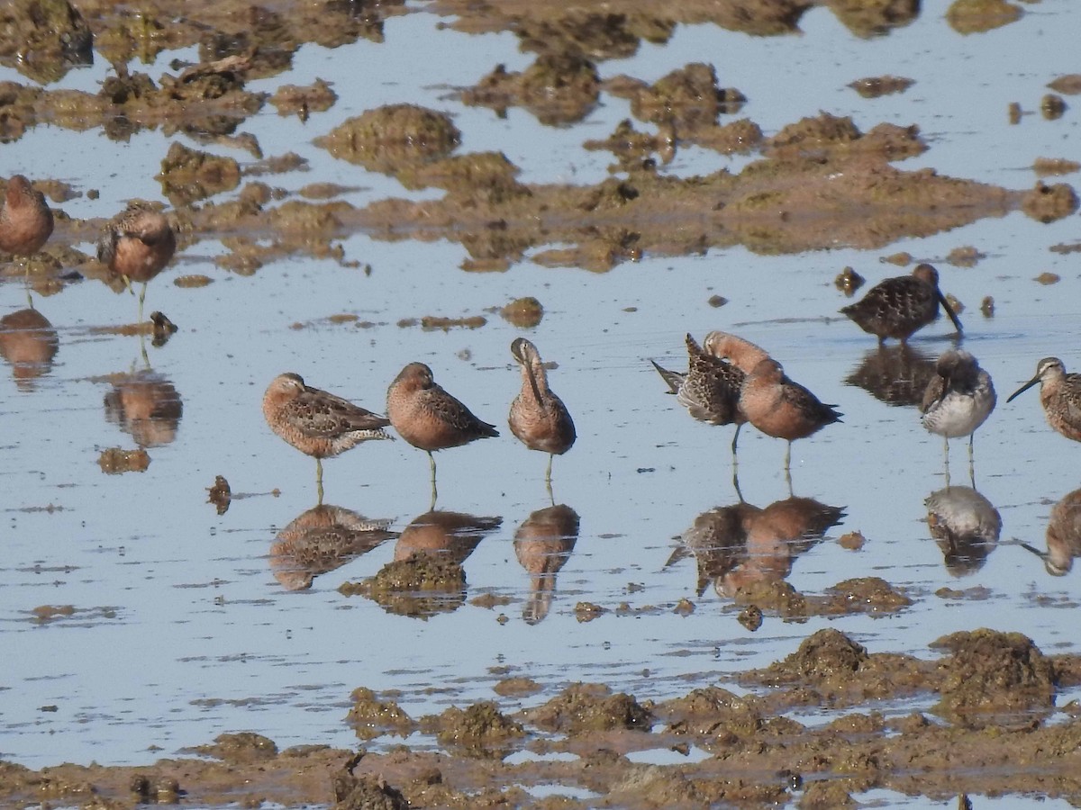 Long-billed Dowitcher - ML608575464