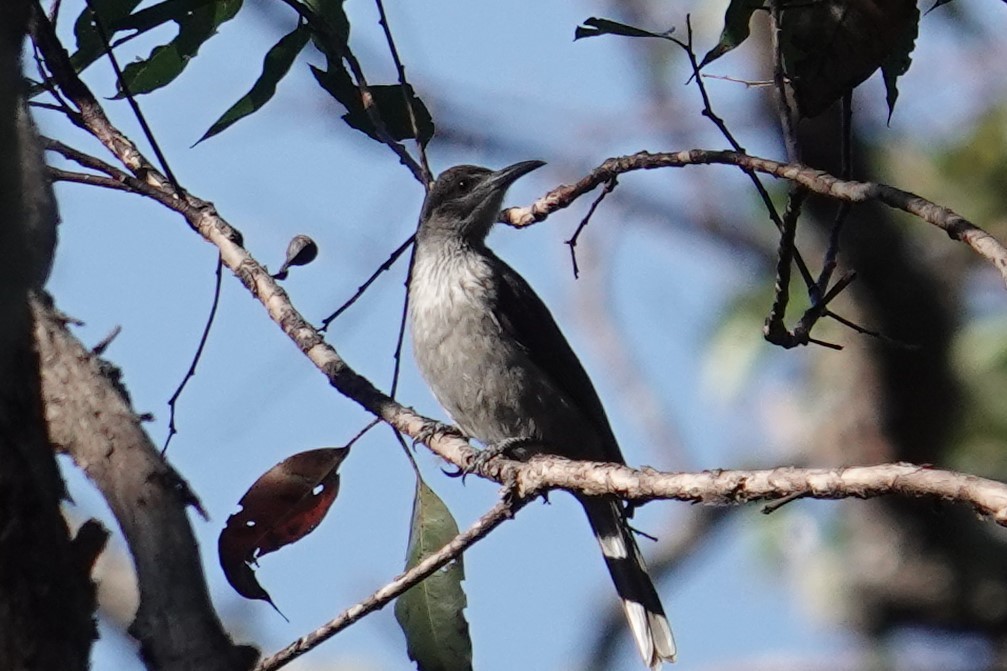 Timor Friarbird - Steve Kornfeld