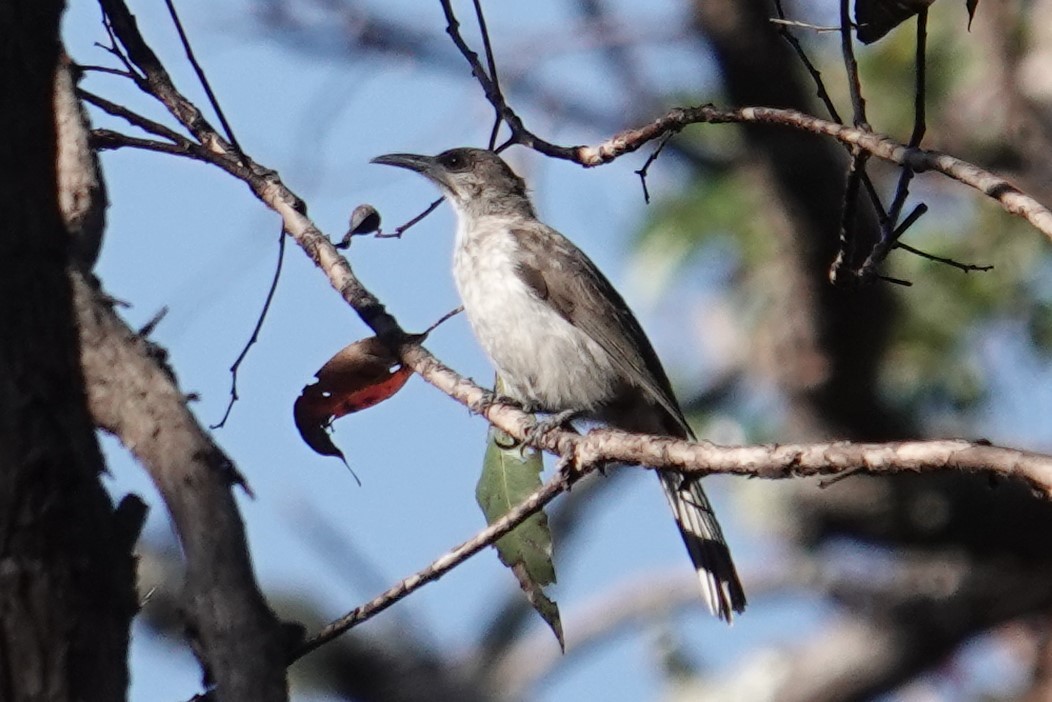 Timor Friarbird - ML608575472