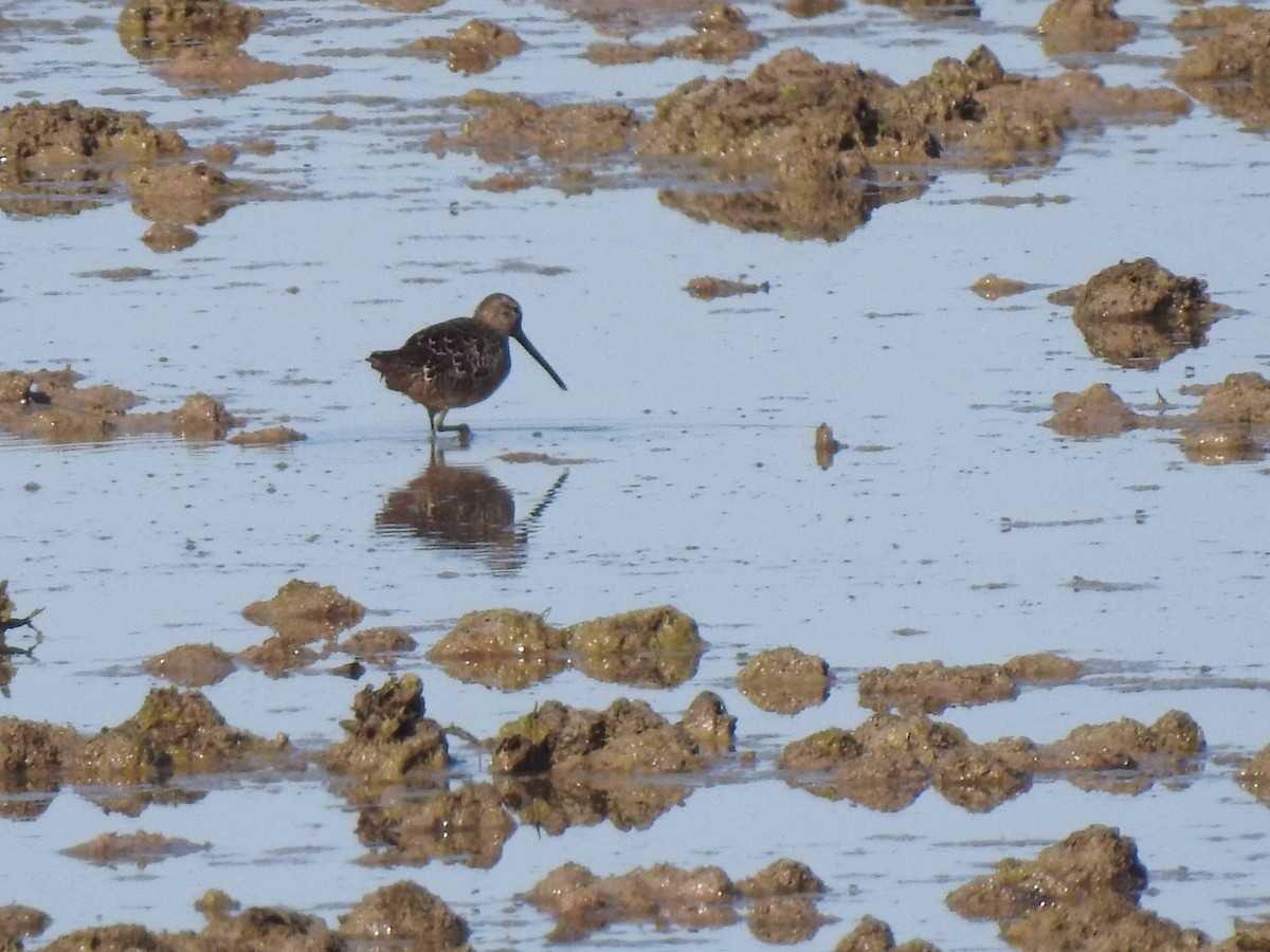 Long-billed Dowitcher - ML608575477