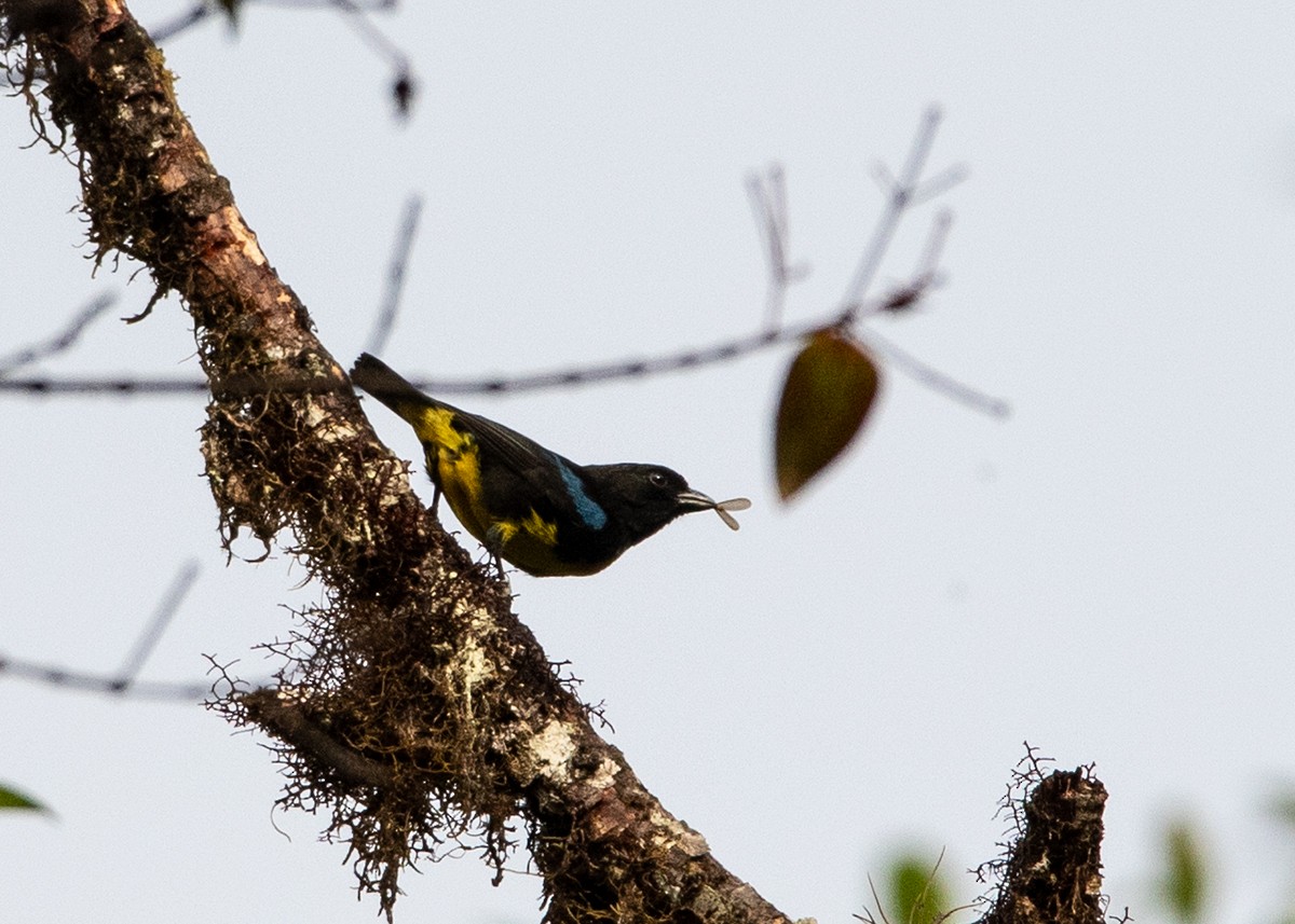 Black-and-gold Tanager - ML608575568