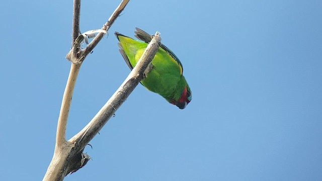 Double-eyed Fig-Parrot - ML608575979