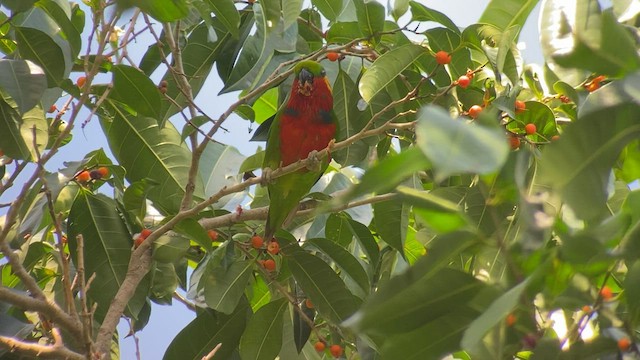 Edwards's Fig-Parrot - ML608576000