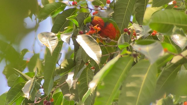 Папужець червоногорлий - ML608576002