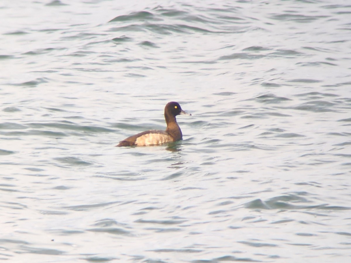 Greater Scaup - ML608577062