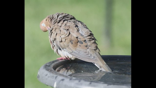 Mourning Dove - ML608577141