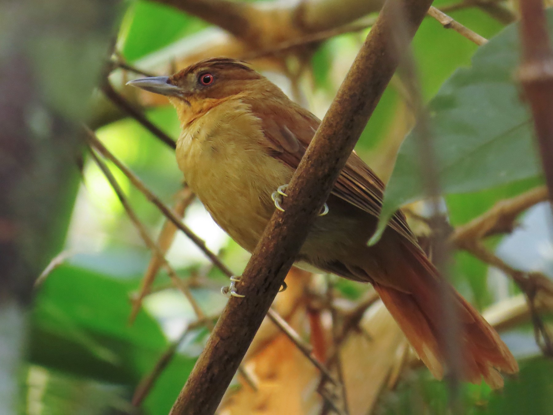Brown-rumped Foliage-gleaner - Tomaz Melo