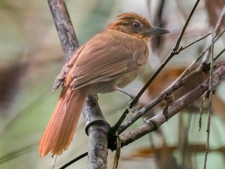 - Brown-rumped Foliage-gleaner