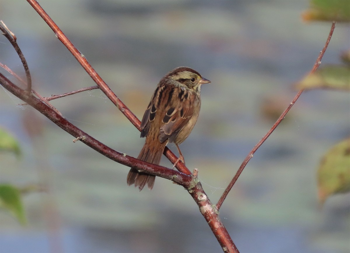 Swamp Sparrow - tom aversa