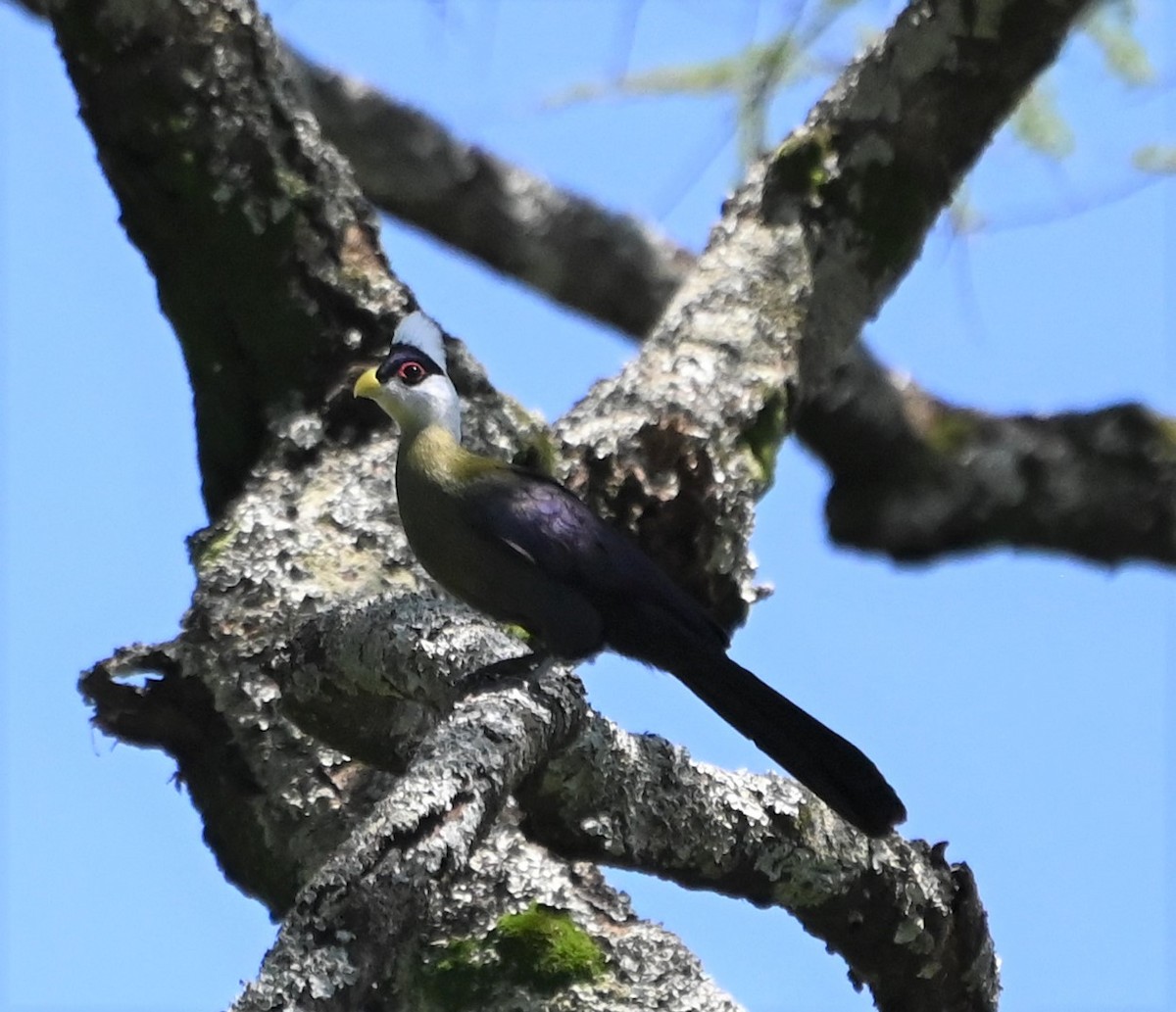White-crested Turaco - ML608577324