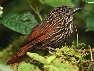 Flammulated Treehunter - eBird