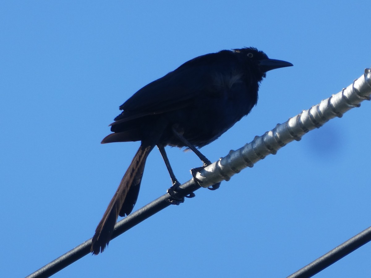 Great-tailed Grackle - ML608577706