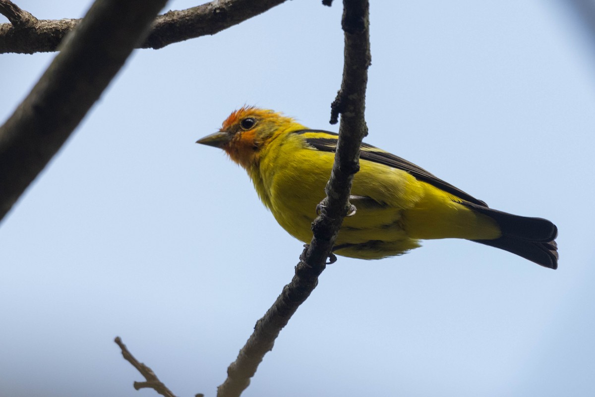 Western Tanager - ML608577735