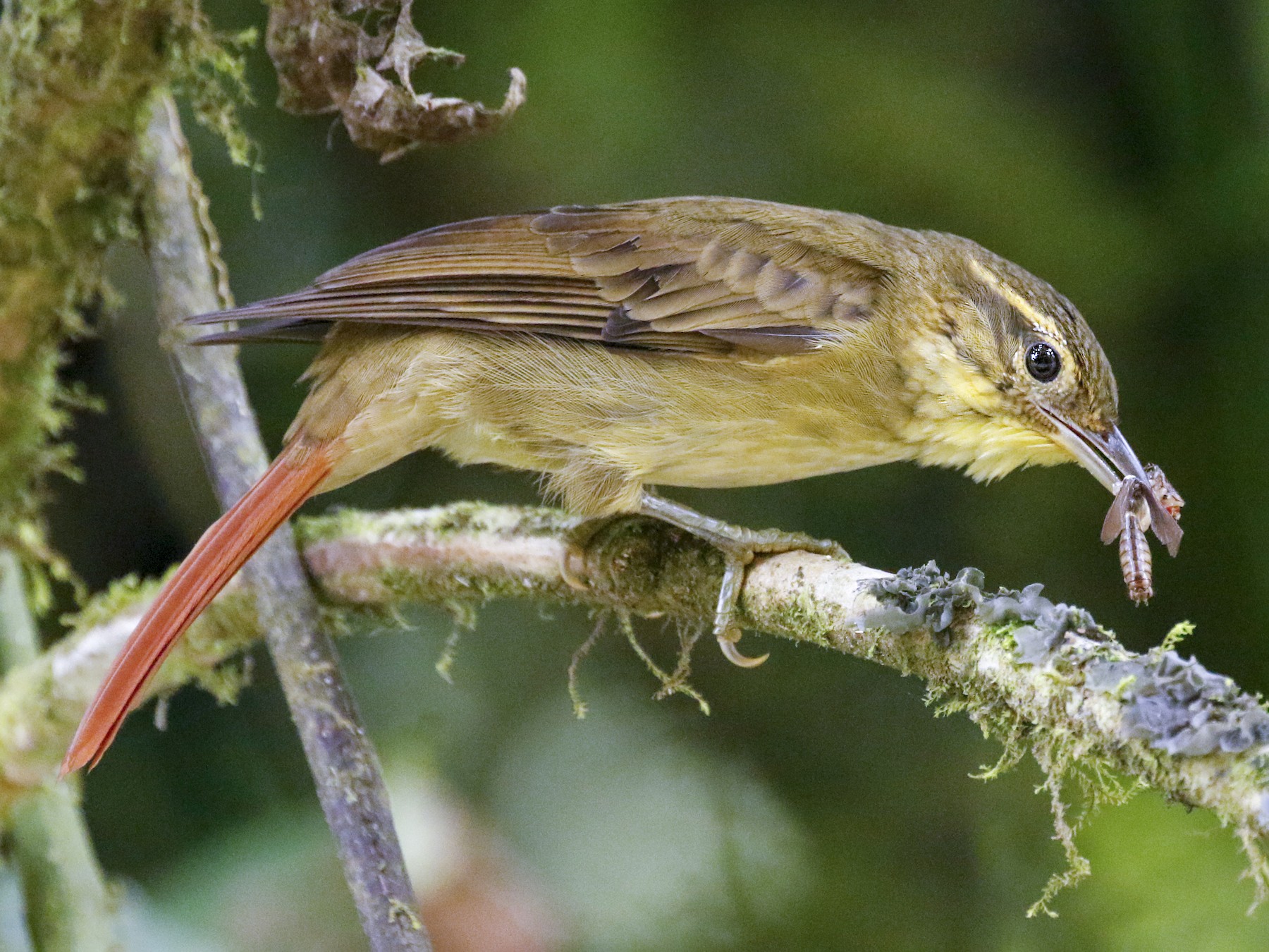 Rufous-tailed Foliage-gleaner - Michael Booker