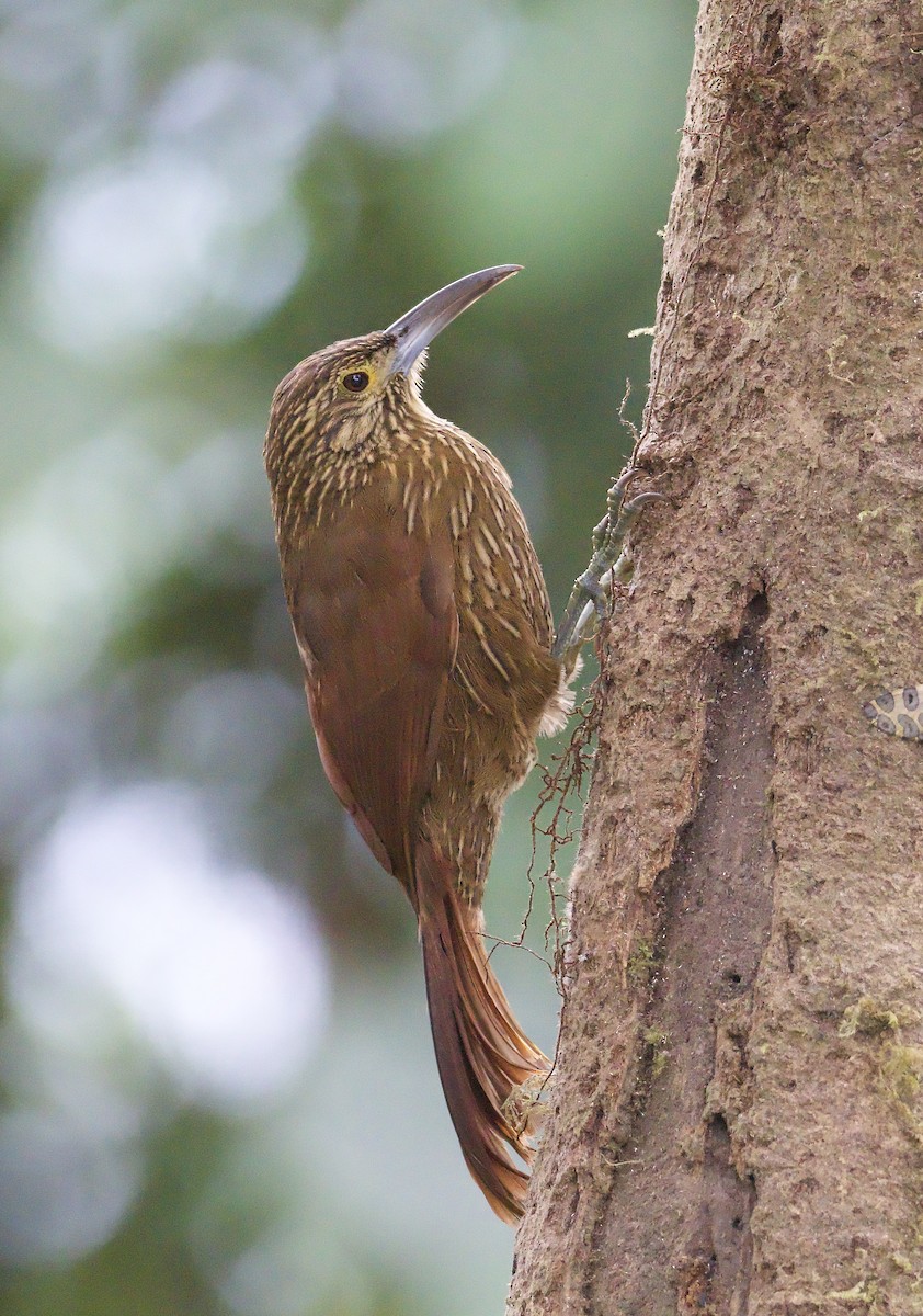 Strong-billed Woodcreeper - ML608578075