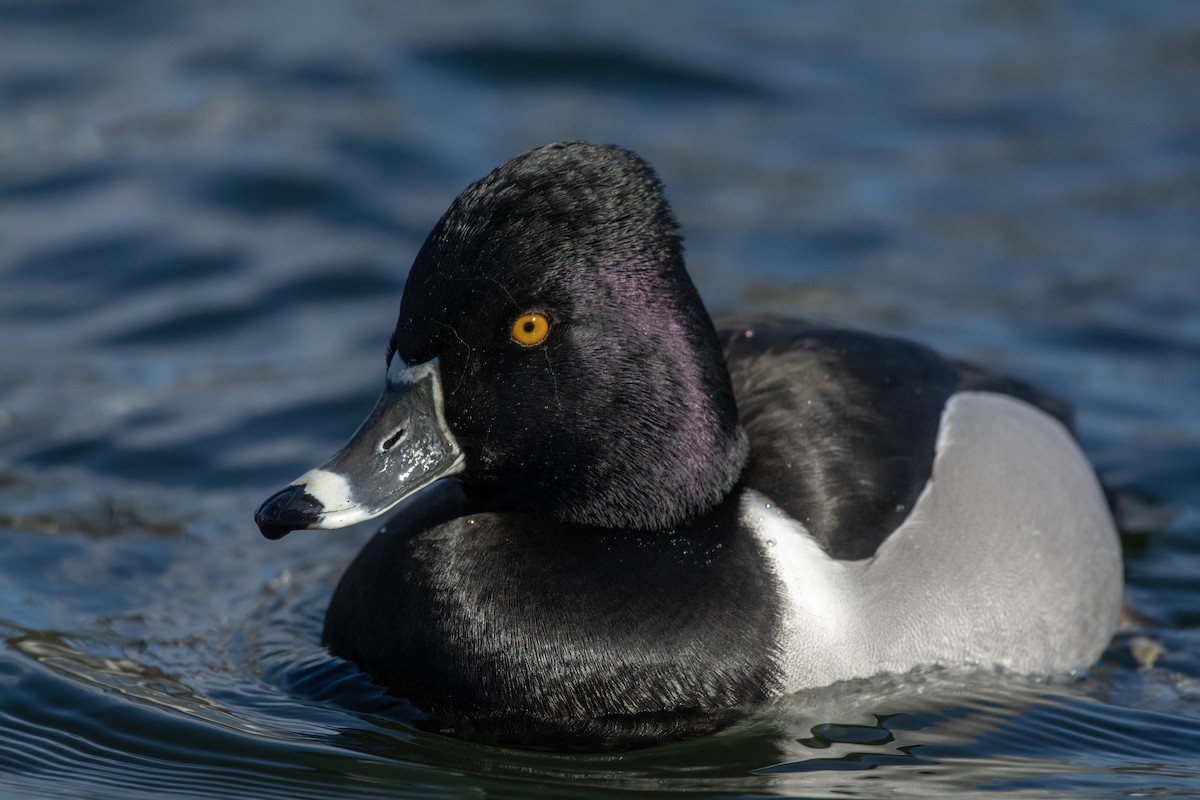 Ring-necked Duck - Eric Schertler
