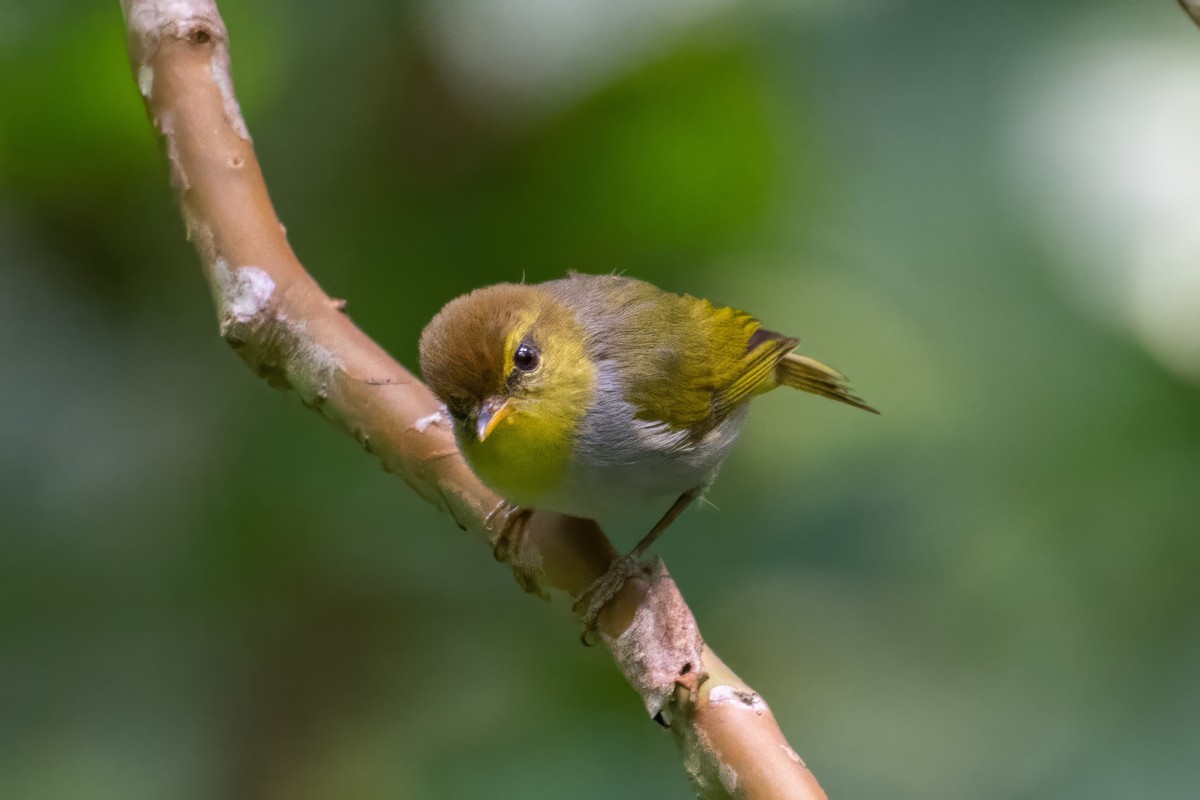 Yellow-throated Woodland-Warbler - ML608578204