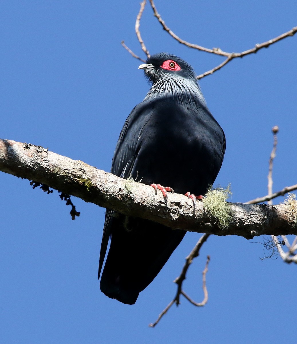 Madagascar Blue-Pigeon - ML608578272