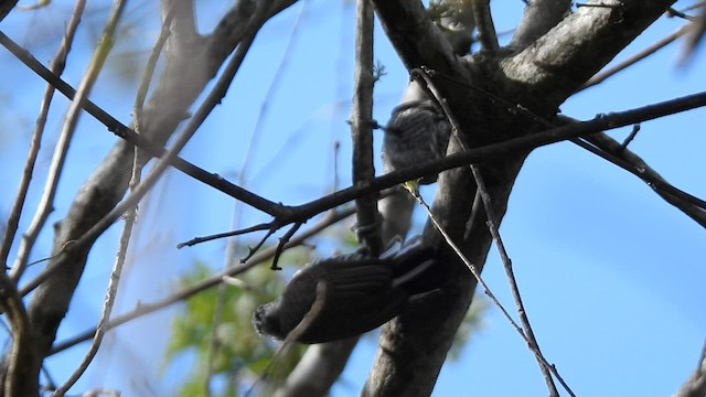 White-barred Piculet - ML608578354