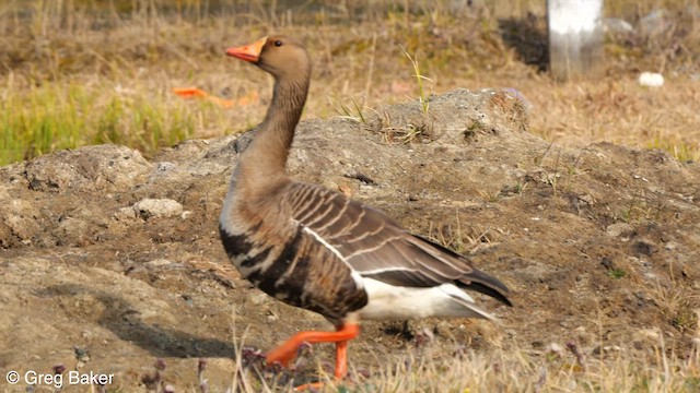 Greater White-fronted Goose (Western) - ML608578438
