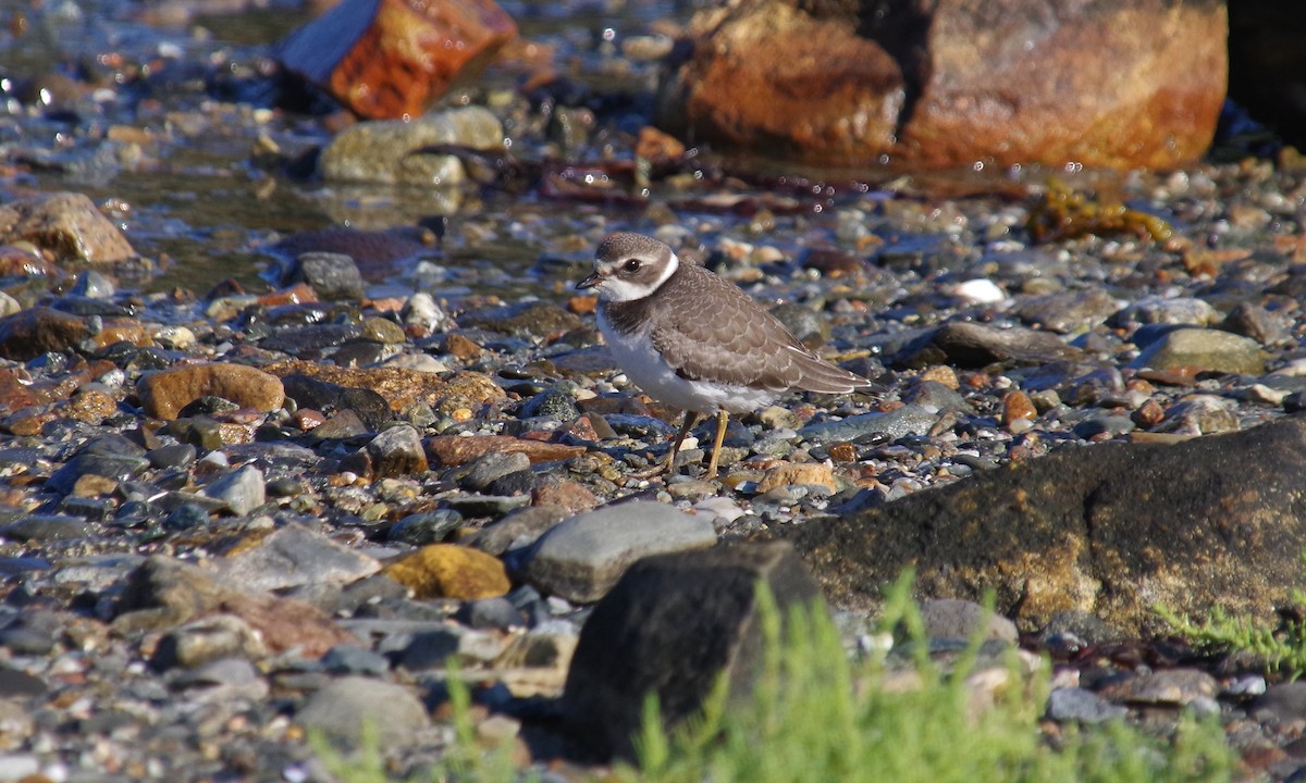 Semipalmated Plover - J D