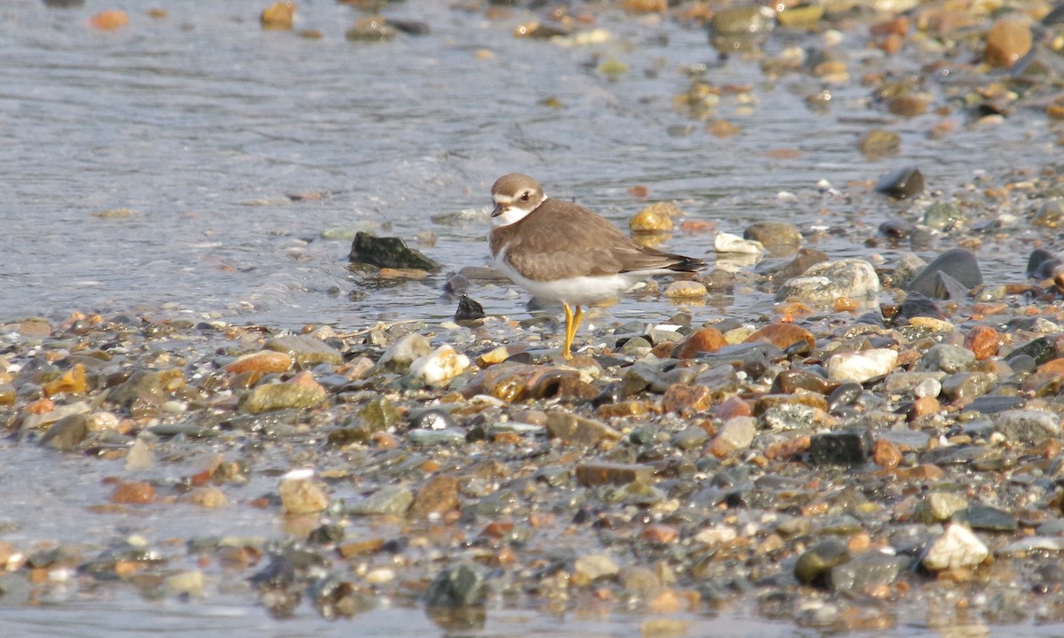 Semipalmated Plover - ML608578913