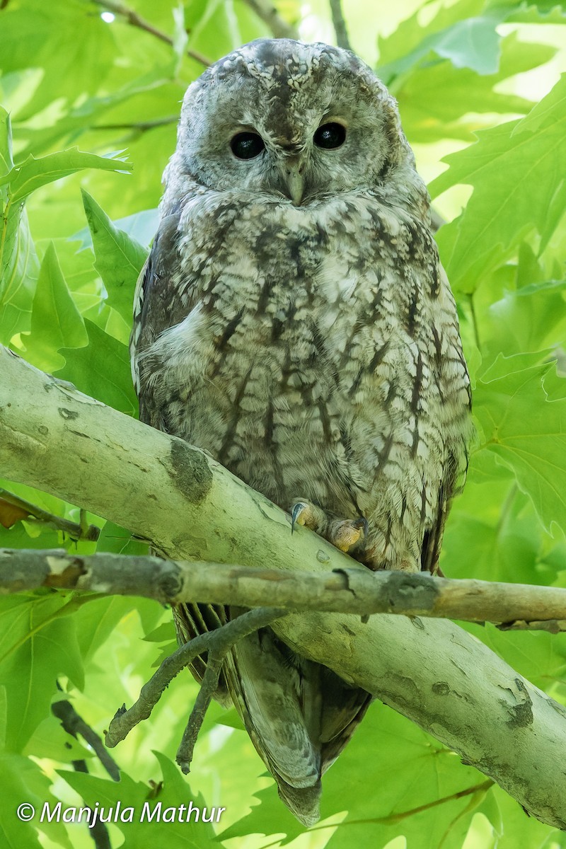 Tawny Owl - Manjula Mathur