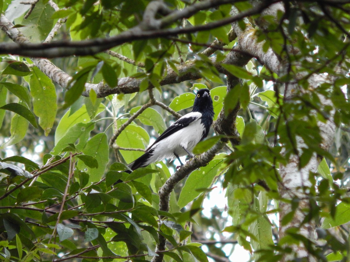 Magpie Tanager - ML608579688