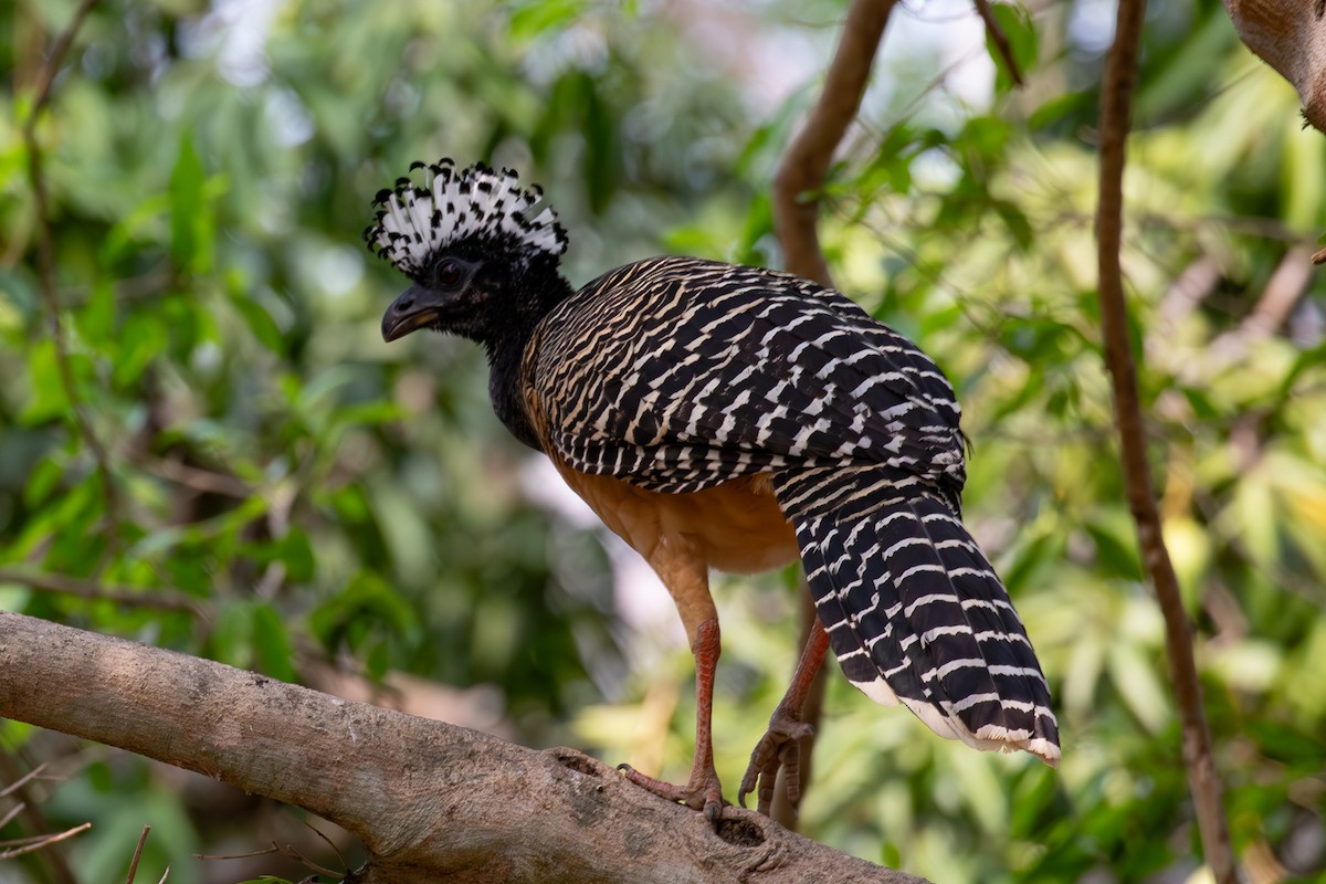 Bare-faced Curassow - ML608580028