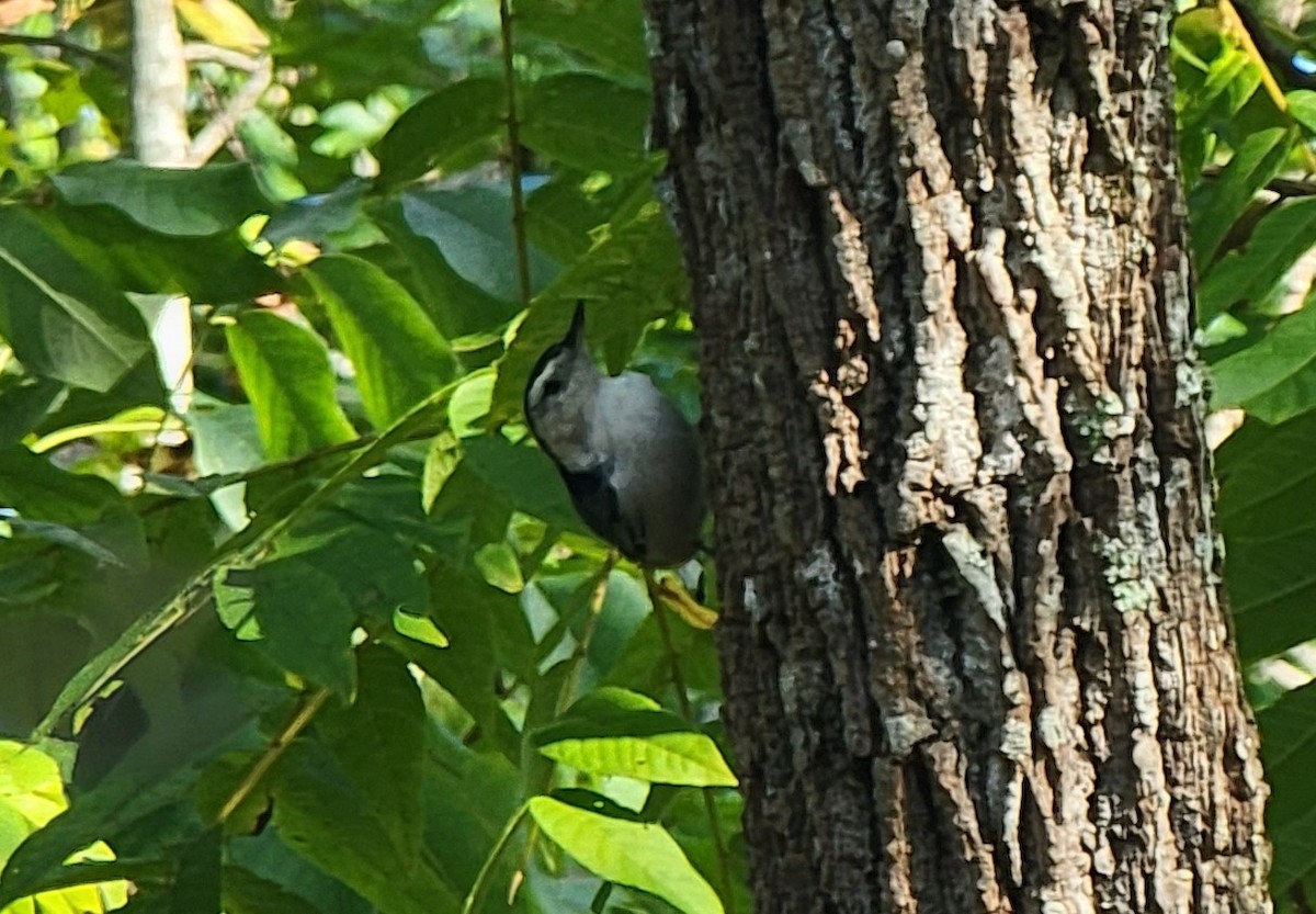 eBird Checklist 7 Sep 2023 Eno River SPFew's Ford 38 species