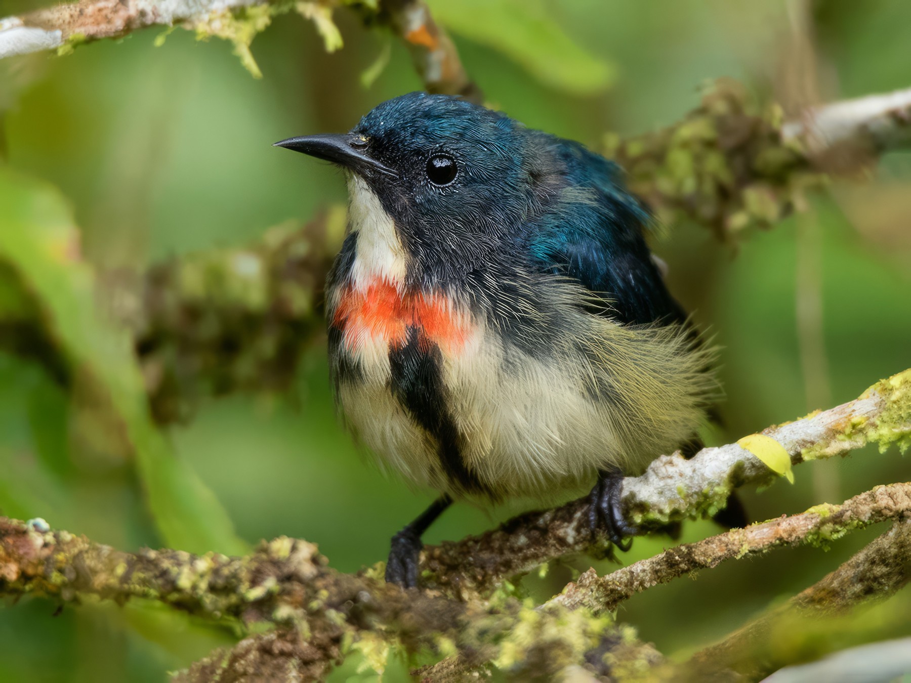Fire-breasted Flowerpecker - eBird