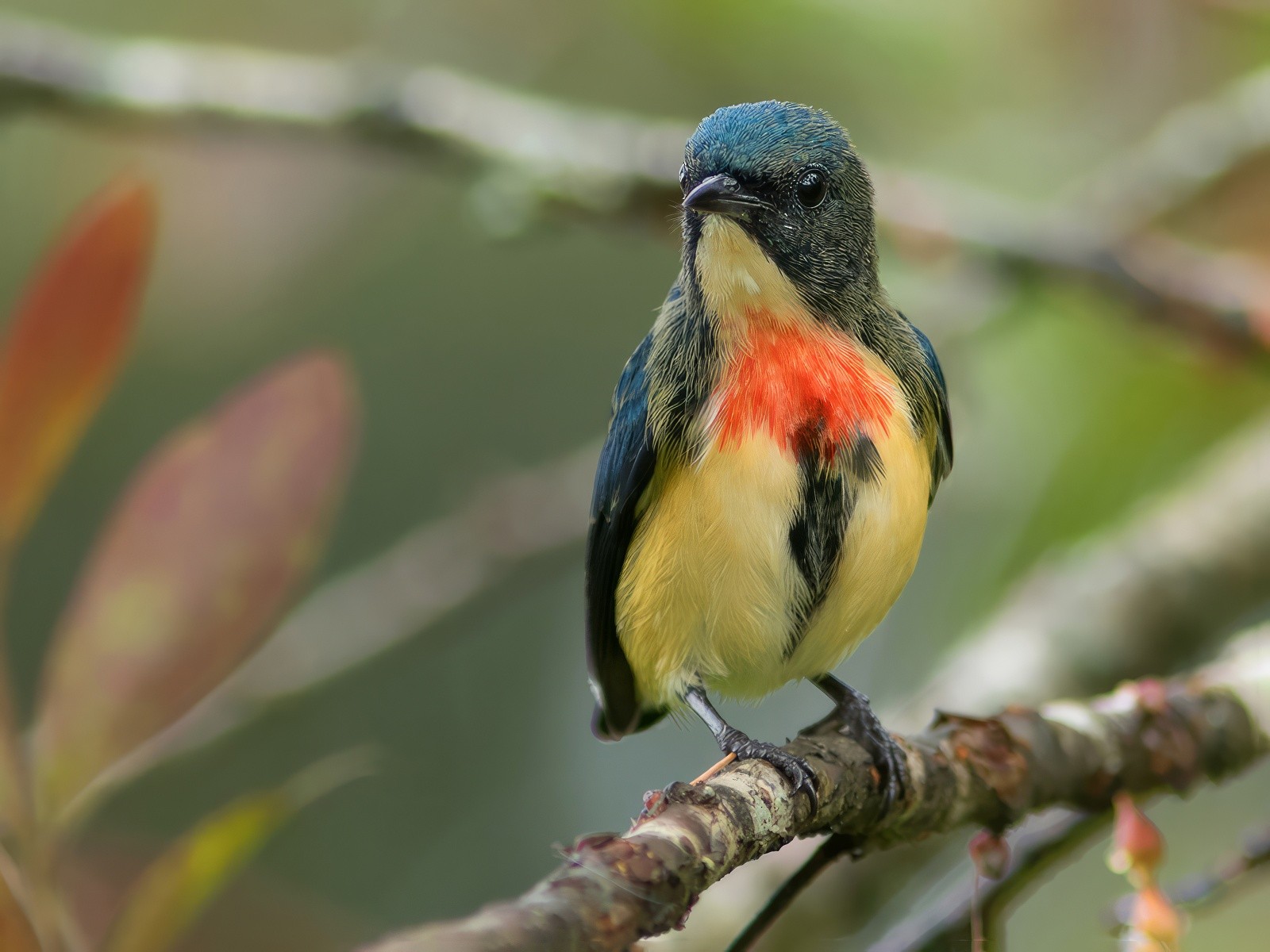 Fire-breasted Flowerpecker - eBird