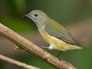 雌鳥 - Ayuwat Jearwattanakanok - ML608580232