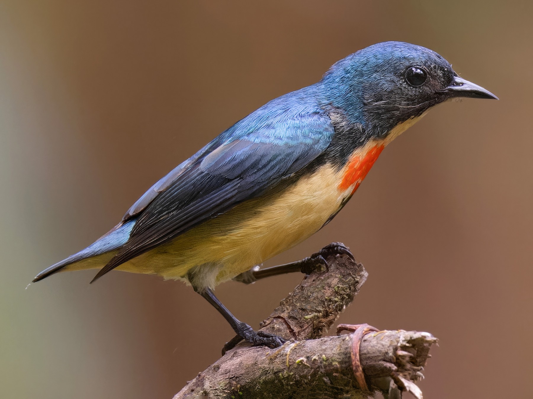 Fire-breasted Flowerpecker - eBird