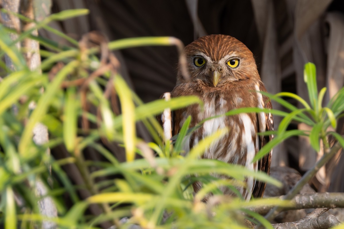 Ferruginous Pygmy-Owl - Doris Gertler