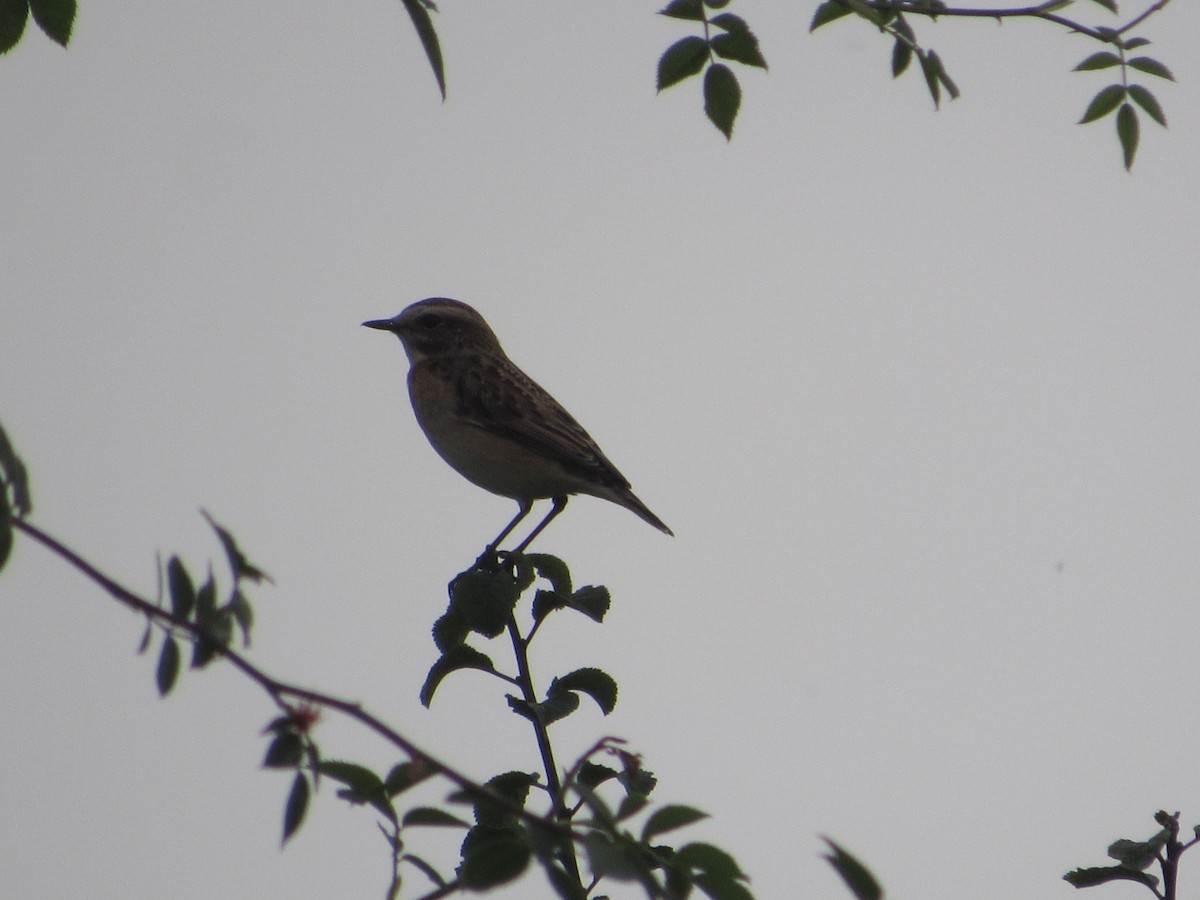 Whinchat - ML608580559