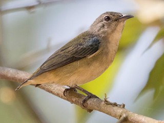 Cambodian Flowerpecker - Dicaeum cambodianum - Birds of the World