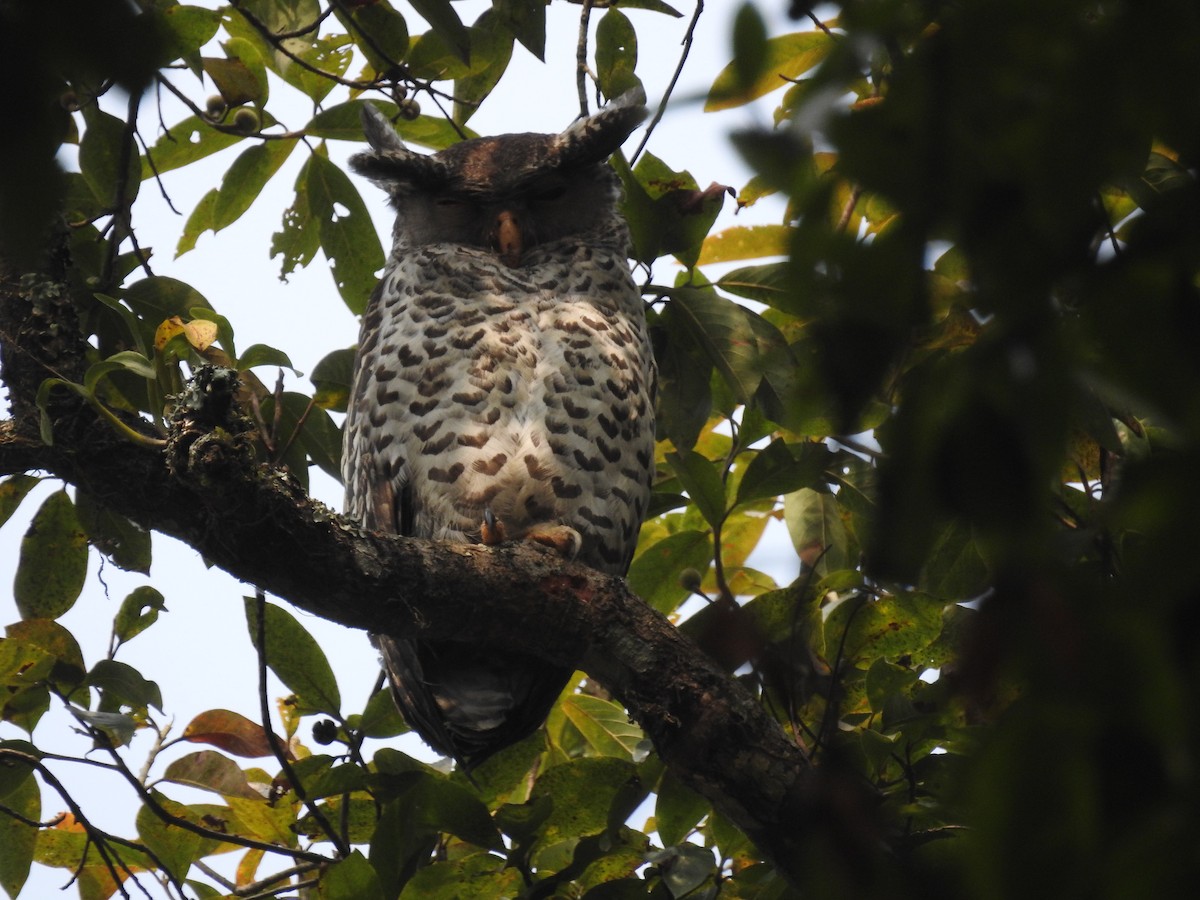 Spot-bellied Eagle-Owl - ML608580720