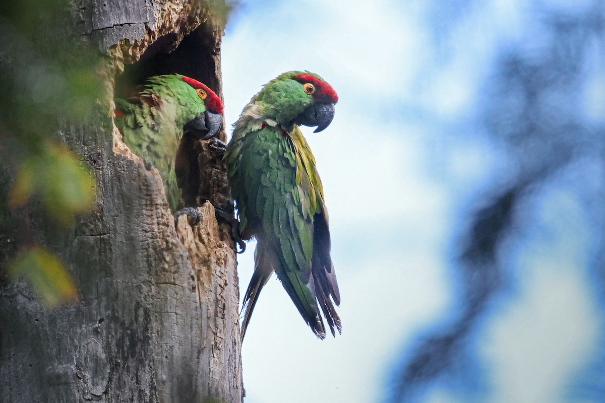 Thick-billed Parrot - ML608581146