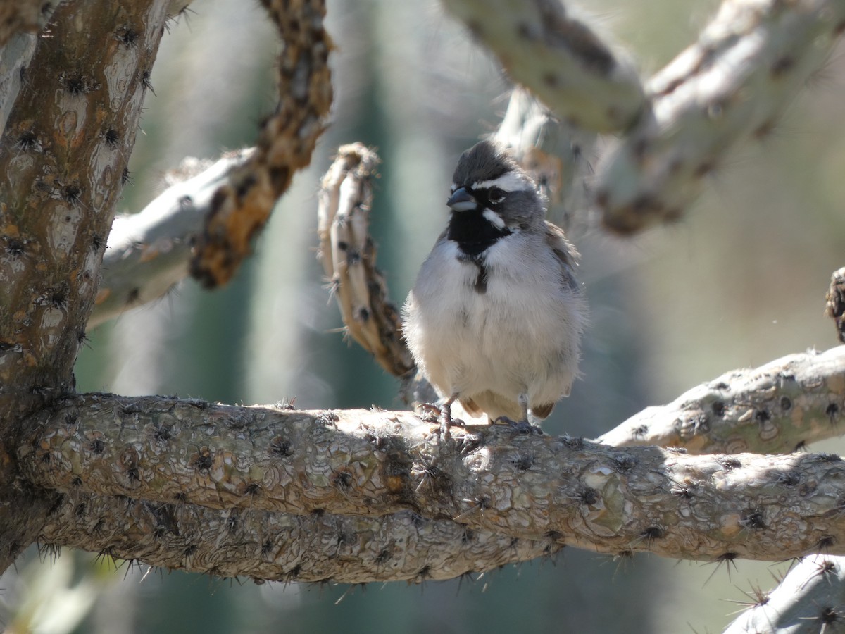 Black-throated Sparrow - ML608581155