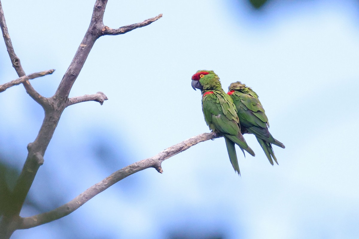 Thick-billed Parrot - ML608581252