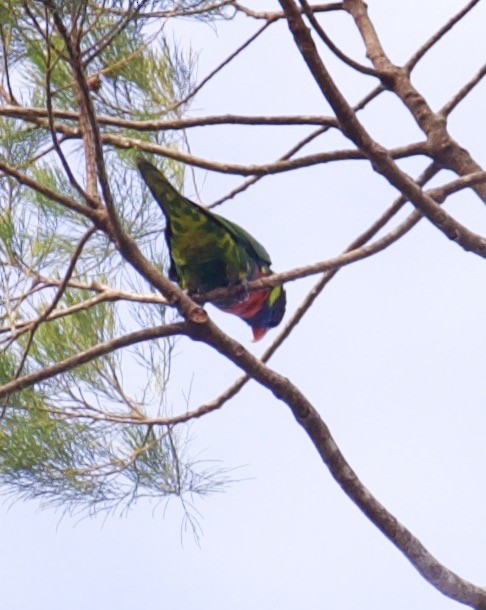 新幾內亞彩虹吸蜜鸚鵡 - ML608581256