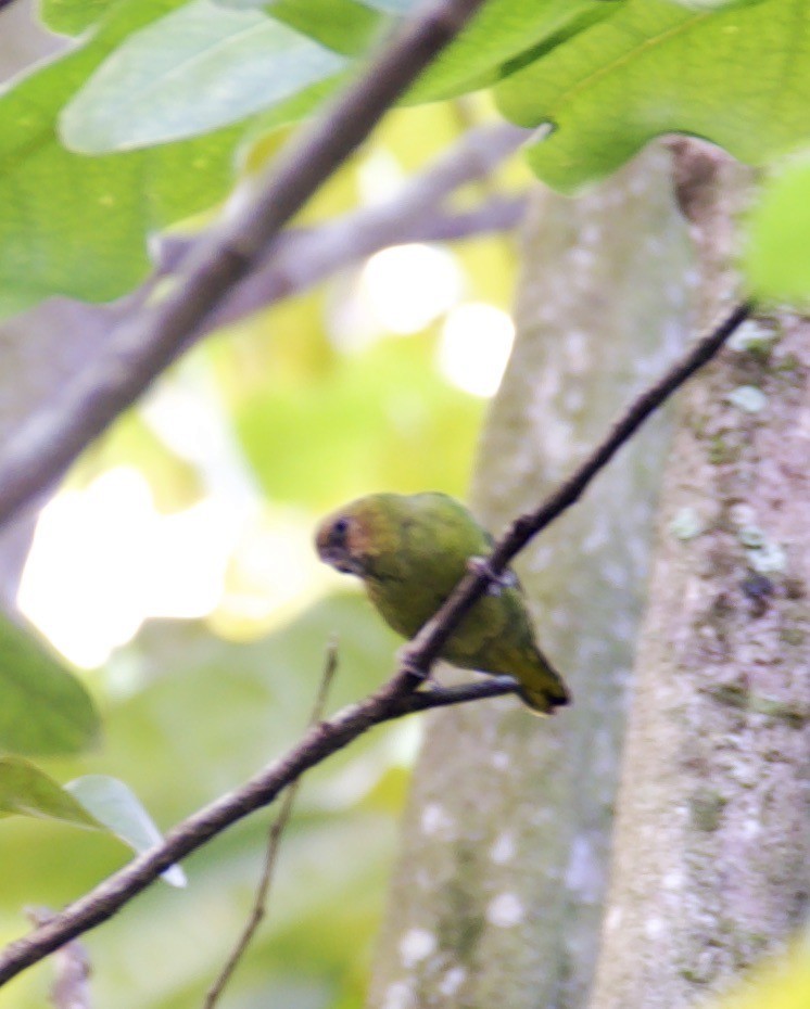 Buff-faced Pygmy-Parrot - ML608581575