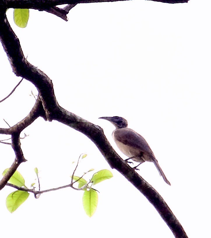Helmeted Friarbird (New Guinea) - ML608581594