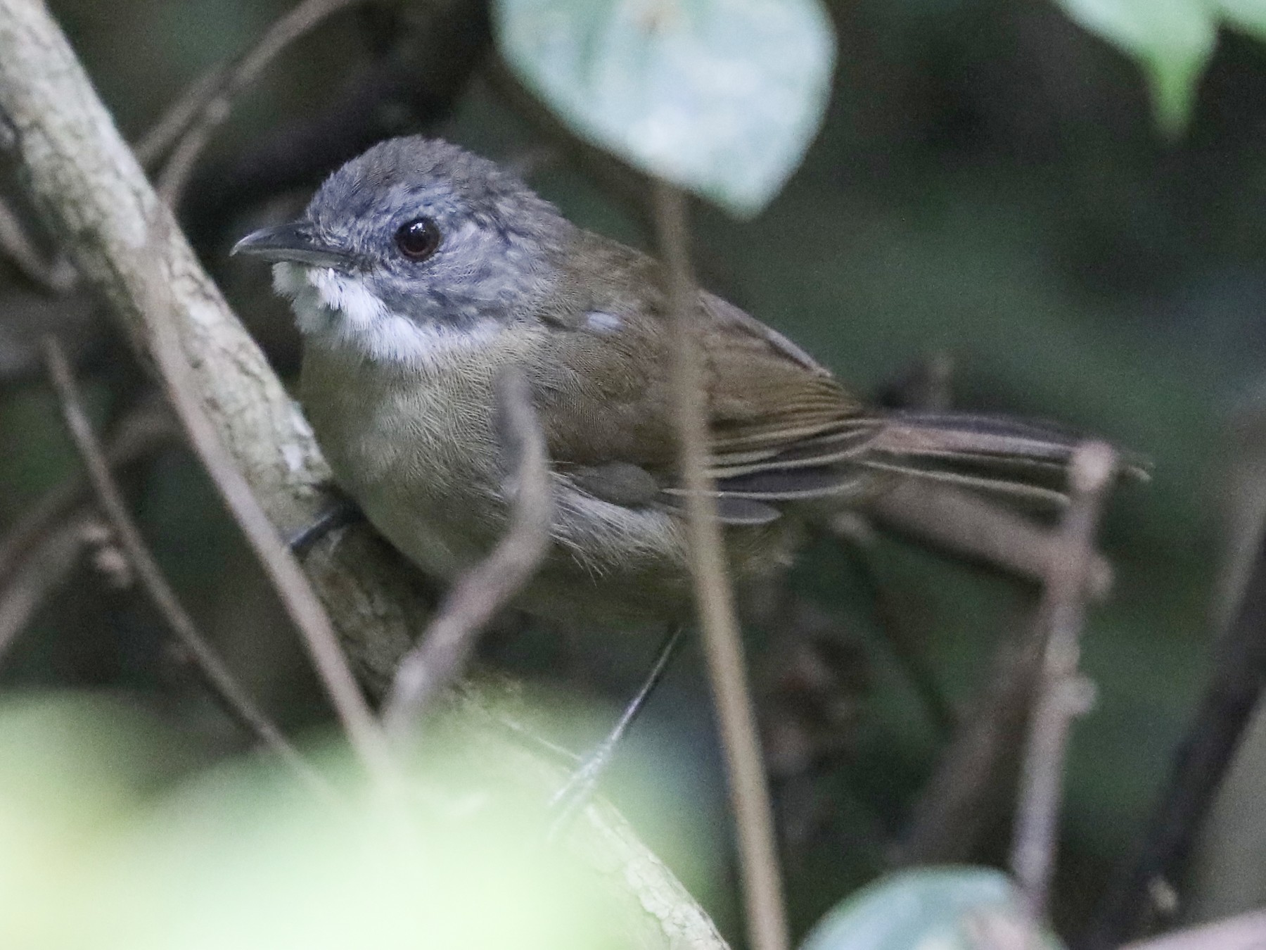Pale-breasted Illadopsis - Ross Gallardy