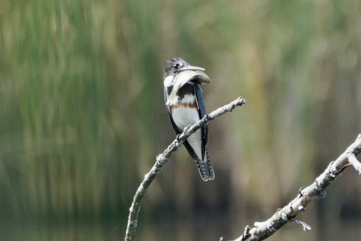 Belted Kingfisher - ML608582402