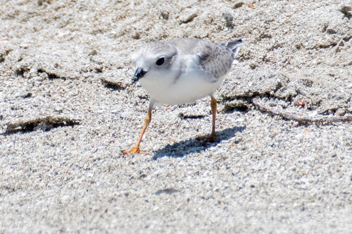 Piping Plover - ML608582498