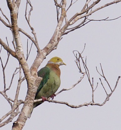 Pink-spotted Fruit-Dove - ML608582760