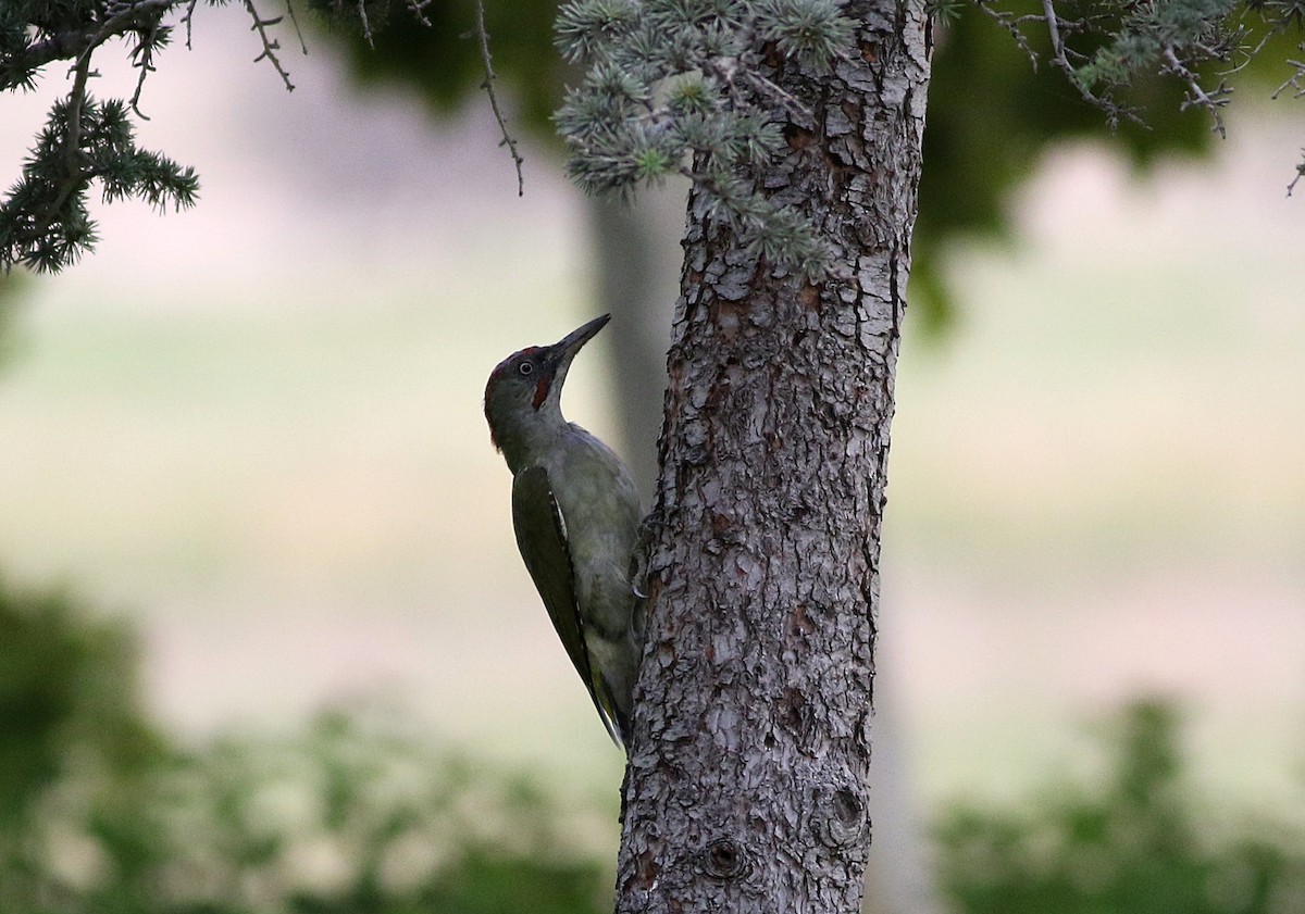 Iberian Green Woodpecker - ML608582817