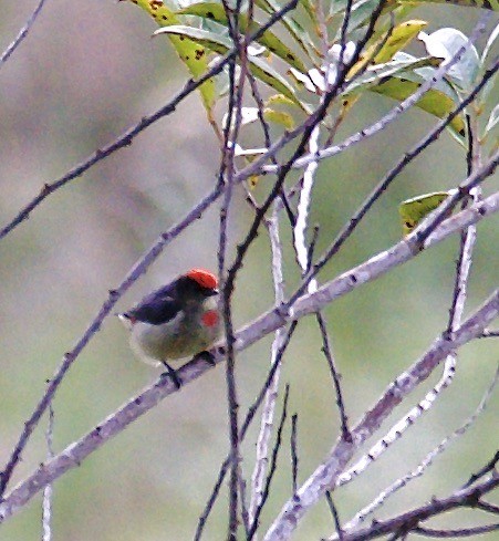 Red-capped Flowerpecker - ML608582975